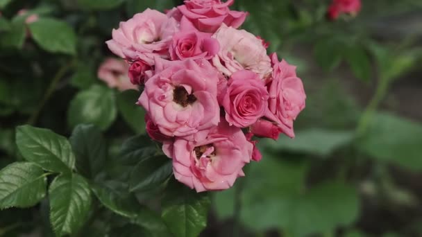 Ένα Ροζ Τριαντάφυλλο Ανθίζει Ένα Καλοκαιρινό Κήπο Ένα Τριαντάφυλλο Μπους — Αρχείο Βίντεο