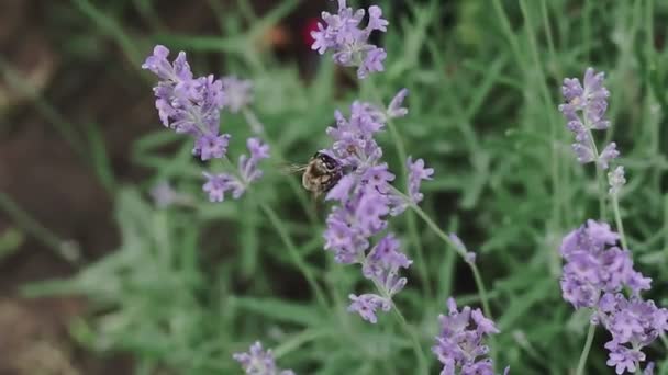 Lavanta Çiçekleri Yakın Plan Rüzgarda Sallanan Güzel Lavanta Çiçekleri — Stok video