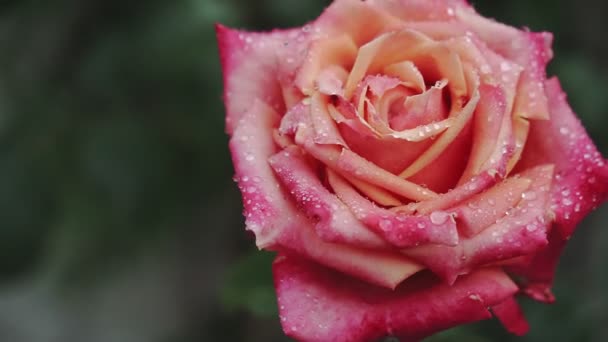 Rosa Ros Blommar Sommarträdgård Ros Bush Närbild Ros Blomma Med — Stockvideo