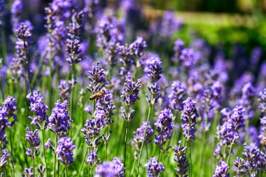 Lavanta çiçeği tarlası. Büyüyen ve açan lavanta