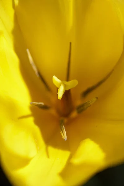 Nahaufnahme Der Gelben Tulpenblüte Extreme Nahaufnahme — Stockfoto