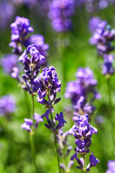 Lavendel Blommar Fält Odling Och Blommande Lavendel — Stockfoto