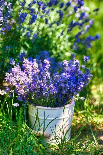 White Vase Lavender Bouquet Lavender Field Background — Stock Photo, Image