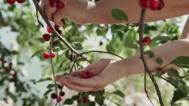 Hasat sırasında kiraz dalları ve olgun kirazlar. Dişi eller bir ağaç dalından kiraz mahsulü toplar.