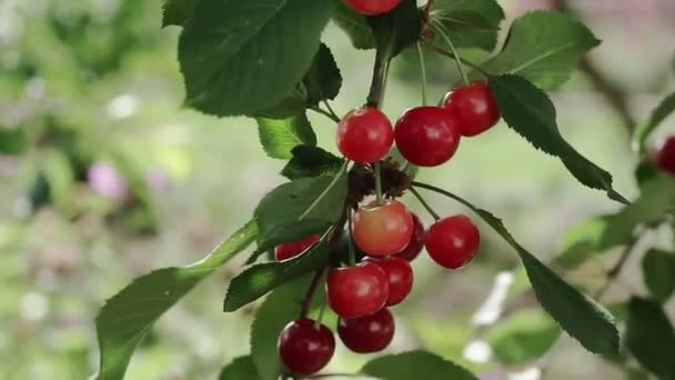 Roter Sauerkirschenzweig Mit Einem Paar Schmackhafter Früchte Wind Zweige Und — Stockvideo