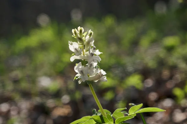 花冠早春野林花朵盛开 白色开花美丽的小植物 — 图库照片