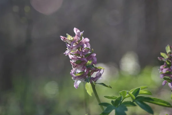 花冠早春野林盛开 紫罗兰绽放美丽的小植物 — 图库照片