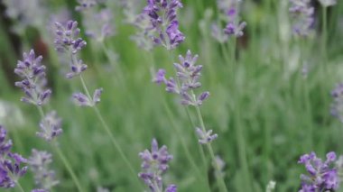 Lavanta çiçekleri yakın plan. Rüzgarda sallanan güzel lavanta çiçekleri.