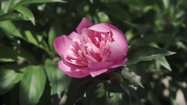 Ljusrosa Pioner Knoppar Blommor Vacker Bakgrund Med Blommor — Stockvideo