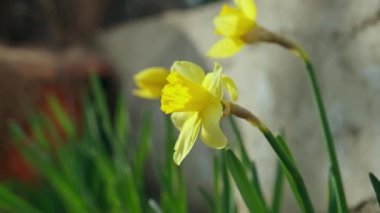 Yeşil alanda nergisler.