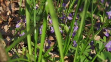 Baharda Wood Violet Viola Kodorata. Yakın çekim