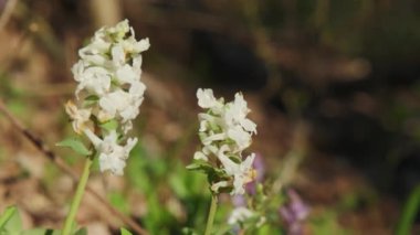 Corydalis cava ilkbaharın başlarında vahşi orman çiçekleri, beyaz çiçekli güzel küçük bitkiler