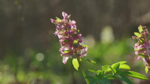 Corydalis Cava Ранньовесняні Квіти Диких Лісів Цвітіння Фіолетовий Фіолетовий Квітучі — стокове відео