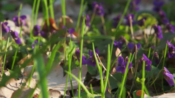 Legno Viola Viola Odorata Primavera Primo Piano — Video Stock