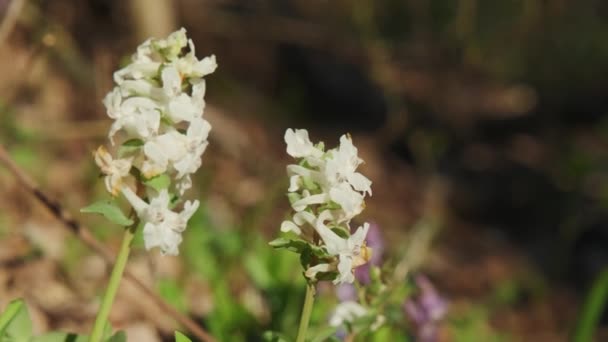 花冠早春野林花朵盛开 白色开花美丽的小植物 — 图库视频影像
