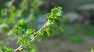 Frenk üzümü çalısına yakın çekim. Geniş yeşil yapraklarıyla.