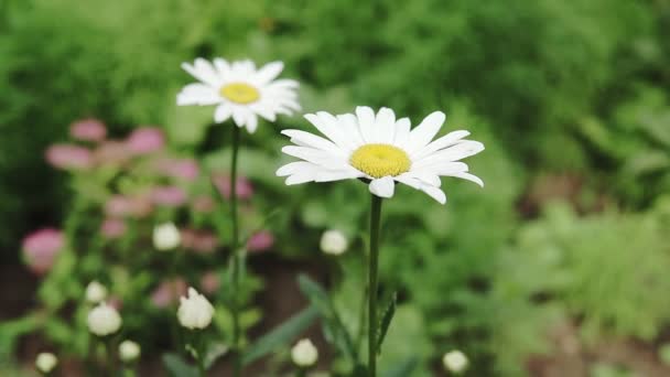 Hermosas Flores Margarita Blanca Sol Cálido Atmosférica — Vídeos de Stock