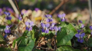 Baharda Wood Violet Viola Kodorata. Yakın çekim
