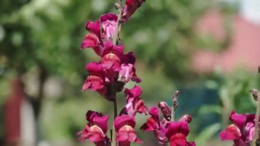 Bahçede çiçek açan Pembe Antirrhinum Majus çiçeğine (diğer adıyla Aslan 'ın Ağzı) çok yakından odaklan
