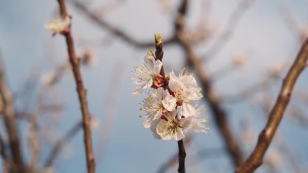 Цветущая Абрикосовая Ветвь Ранней Весной Солнечный День — стоковое видео
