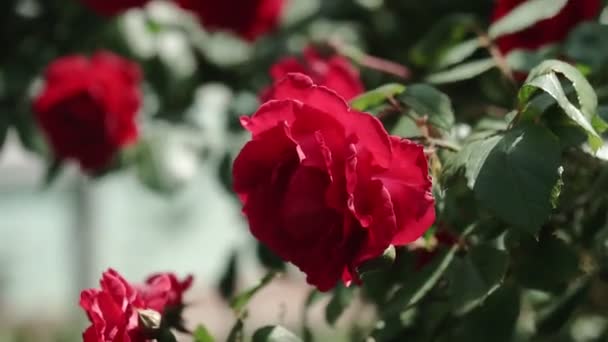 一朵粉红的玫瑰在玫瑰布什的夏日花园绽放 玫瑰花的特写 — 图库视频影像
