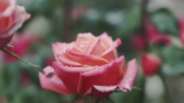 Yaz bahçesinde pembe bir gül, gül çalılığında çiçek açar. Yapraklarında yağmur damlaları olan bir gül çiçeğinin yakın çekimi.