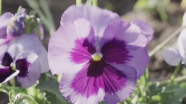 Güzel Petunya Yaz Çiçeklerinin Kapanışı