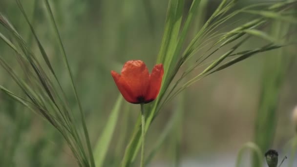 春の花 満開の赤いケシのクローズアップ 緑豊かな春の緑を背景に美しい花 フィールドと森林植物 植物の散歩 覚醒の性質 風に揺れる花 — ストック動画