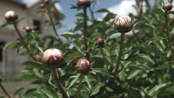 牡丹的特写牡丹的特写大牡丹芽 长着蚂蚁牡丹灌木 夏天在花园里开着美丽的花 — 图库视频影像
