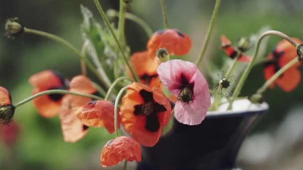Red Wild Poppies Vase Garden — Stock Video
