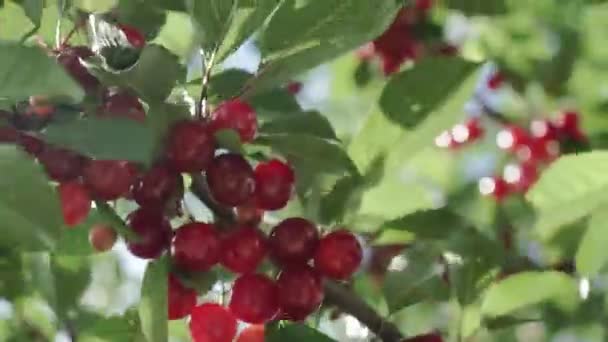 红酸的樱桃树枝条 有一对美味的水果在风中飘扬 特写樱桃树枝条和水果 — 图库视频影像