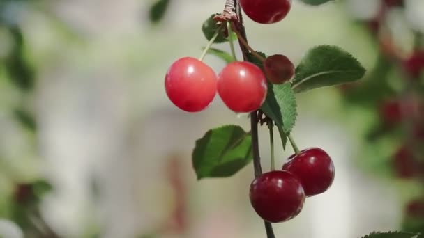 Röd Surkörsbärsträd Gren Med Par Välsmakande Frukt Vinden Närbild Körsbärsträd — Stockvideo