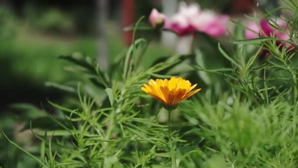 黄色の花を咲かせます 庭の美しい黄色の花の閉鎖 — ストック動画