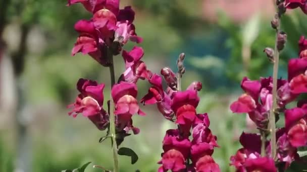 Vista Muy Cercana Del Foco Flor Rosa Antirrhinum Majus Flor — Vídeos de Stock