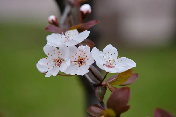 Vintage Cherry Blossom Bright Attractive Cherry Plum Blossom Flowers Blooming — Stock Photo, Image