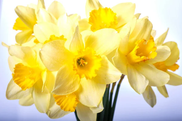 Gele Narcissen Geïsoleerd Witte Achtergrond — Stockfoto