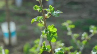 Frenk üzümü çalısına yakın çekim. Geniş yeşil yapraklarıyla.