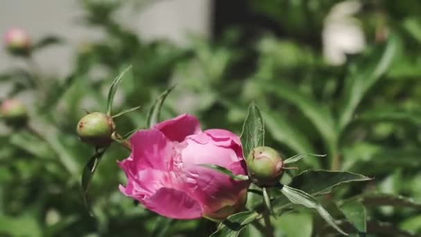 Bright Pink Peonies Buds Flowers Beautiful Background Flowers — Stock Video