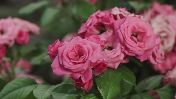 一朵粉红的玫瑰在玫瑰布什的夏日花园绽放 玫瑰花瓣上有雨滴的特写 — 图库视频影像