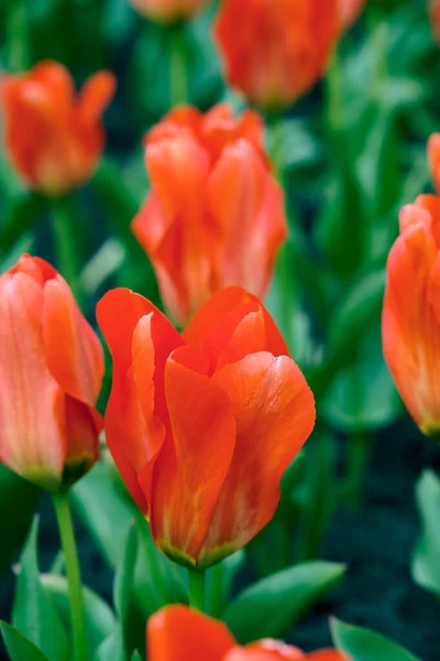 Vörös Tulipán Kertben Gyönyörű Vörös Tulipánok Rügyeit Árasztotta Napfény Kertben — Stock Fotó