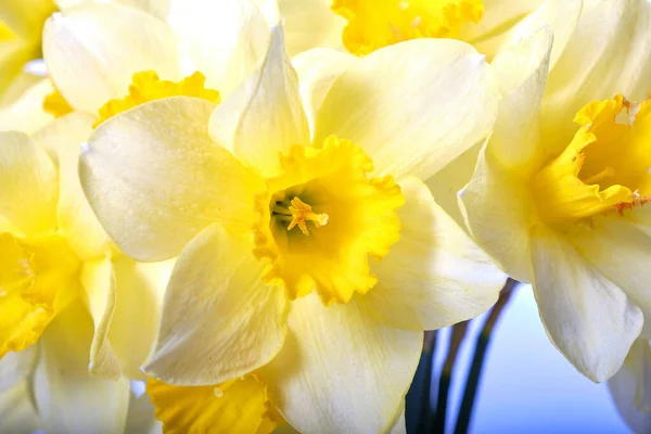 Gele Narcissen Geïsoleerd Witte Achtergrond — Stockfoto