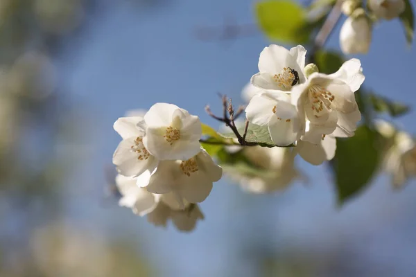 Jasmine Flowers Blossom Warm Summer Light — Stock Photo, Image