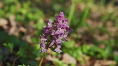 Corydalis cava ilkbaharın başlarında vahşi orman çiçekleri, mor mor çiçekler açan güzel küçük bitkiler