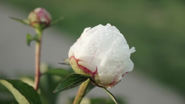 Vit Pion Blomma Med Dagg Droppar Efter Regn Vackra Blommor — Stockvideo