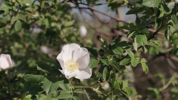 Virágzó Rózsaszirmok Közelkép — Stock videók