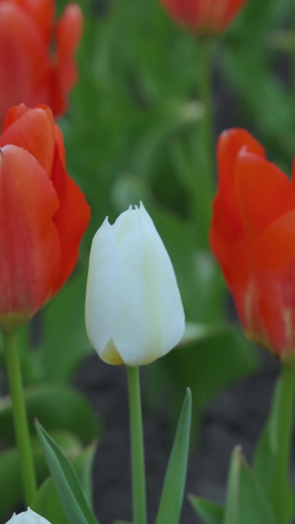 Tulipán Blanco Medio Los Rojos Vídeo Vertical — Vídeos de Stock