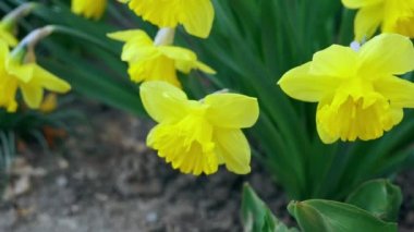 Yeşil alanda nergisler.