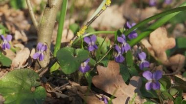 Baharda Wood Violet Viola Kodorata. Yakın çekim