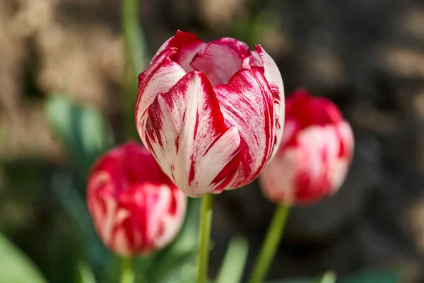 庭のカラフルなチューリップ。春の花. — ストック写真