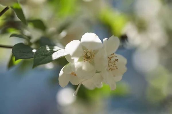 Jasmine Flowers Blossom i varmt sommerlys – stockfoto